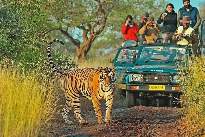 best time to visit and enjoy in ranthambore and sariska