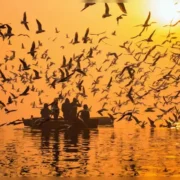 best places to watch bird watching