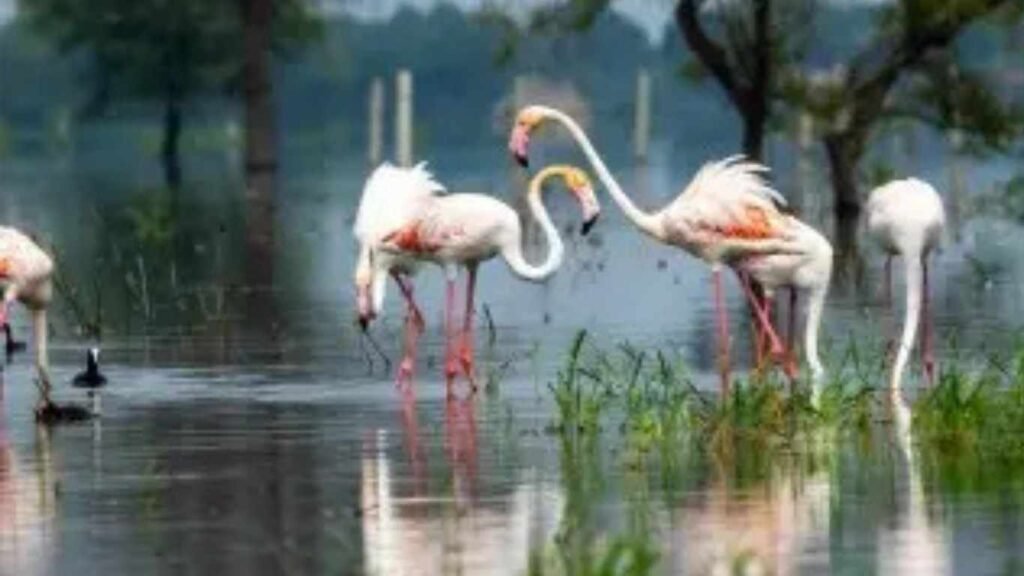 Bharatpur Bird Sanctuary