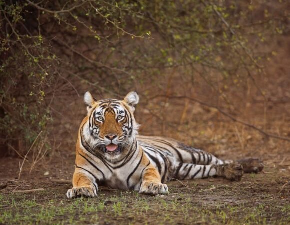 Sariska Tiger Reserve Travel Guide – Safari, Stay & Wildlife Attractions