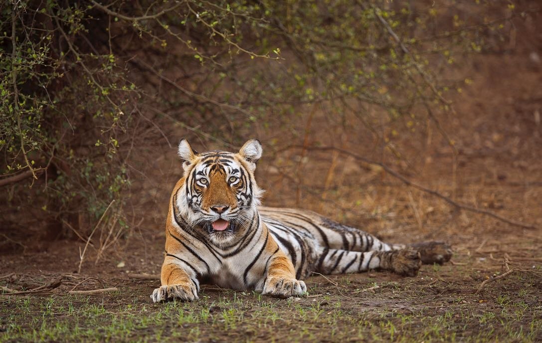Tiger seating in Sariska tiger reserve