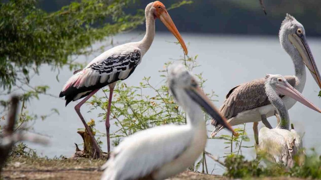 Okhla Bird Sanctuary - Bird Watching Destinations