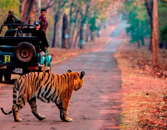Best Time to Visit Ranthambore & Sariska – Complete Safari Guide