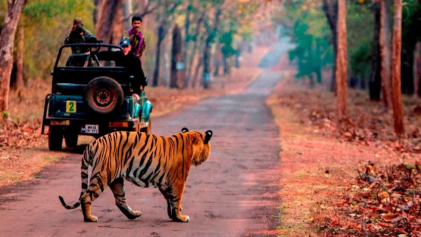 best time to visit ranthambore & sariska