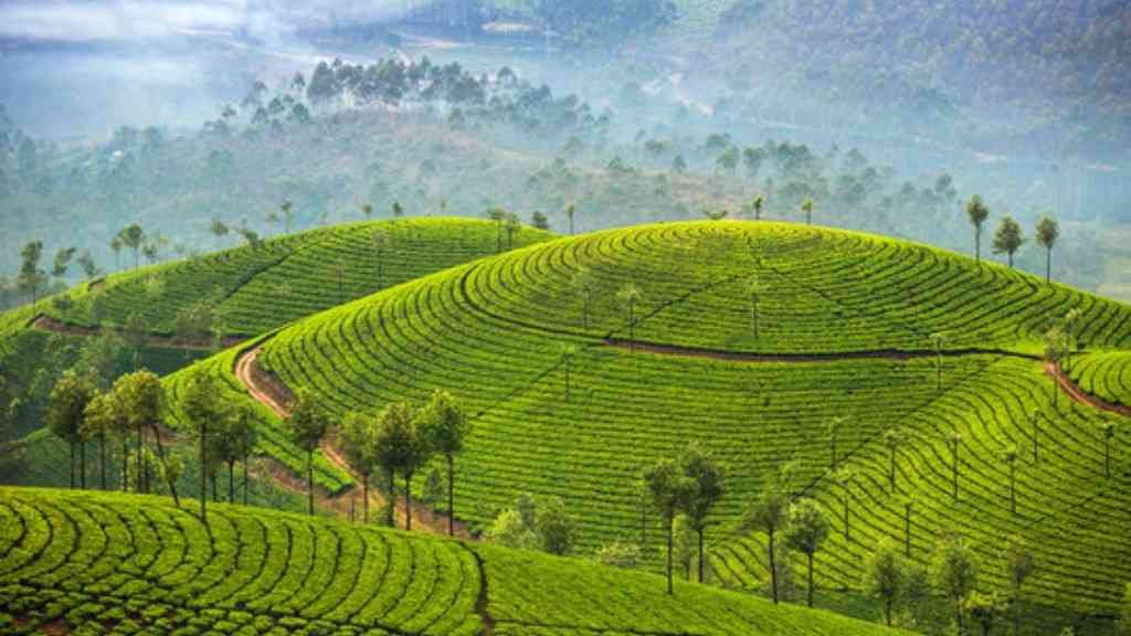 Darjeeling – Tea Gardens and Colonial Charm