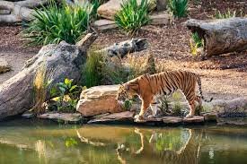 tiger searches in search of food in sariska tiger reserve