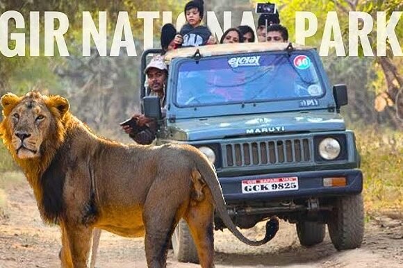 Gir Safari Details Complete Guide to Jeep Safari in Gir National Park