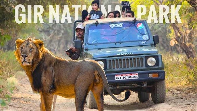 Gir Safari Details