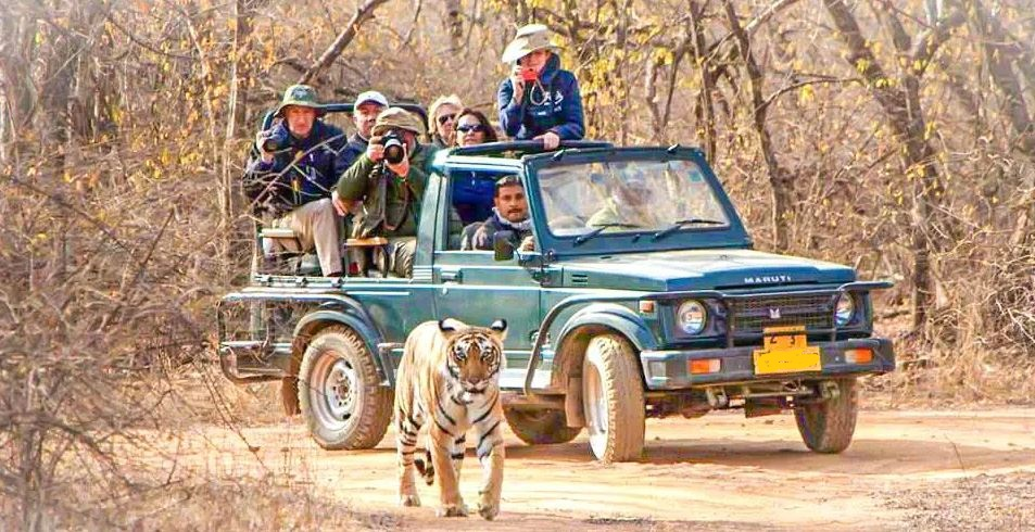 Gir jungle safari, Gir travel guide