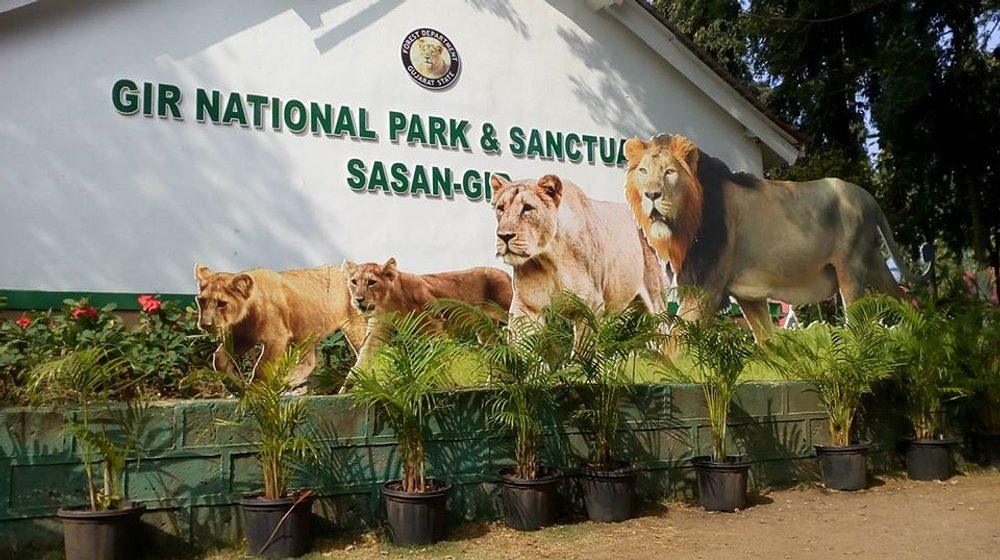 Gir jungle safari, Gir travel guide