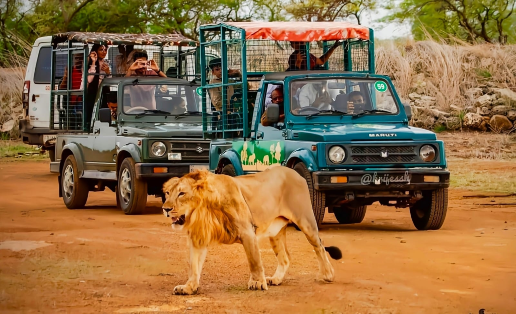 Gir National Park travel guide