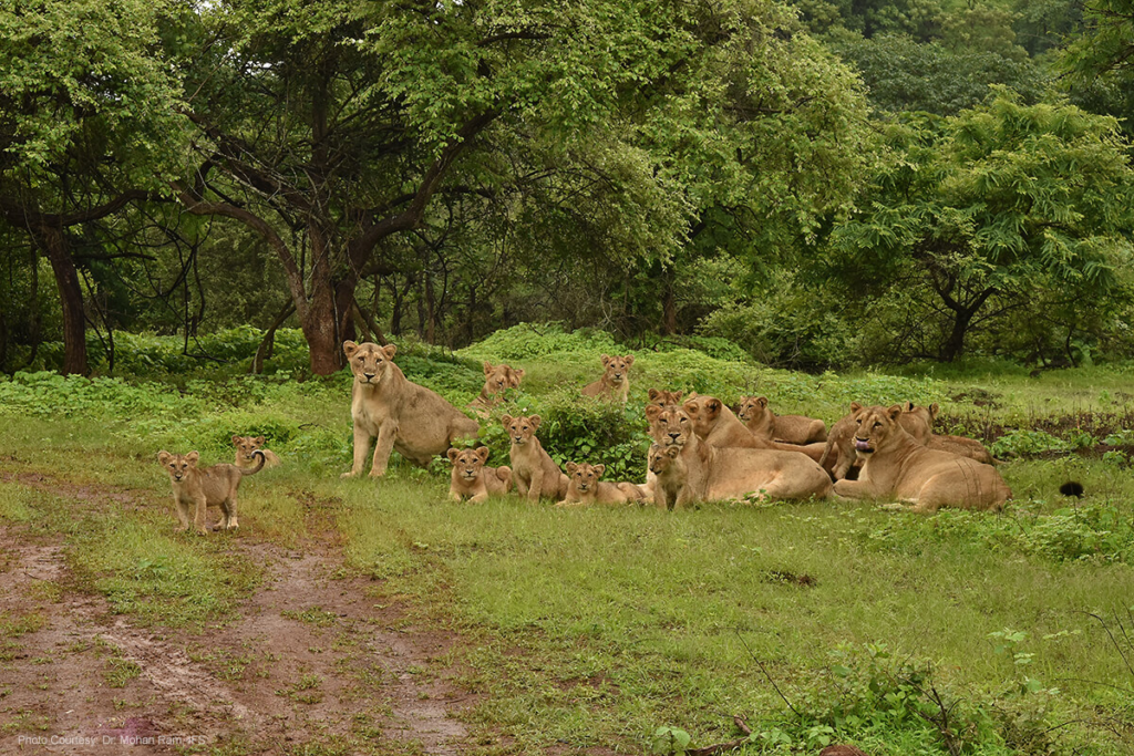 Gir Safari Details