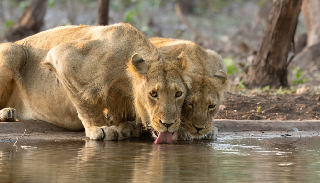 Complete Gir Safari Guide