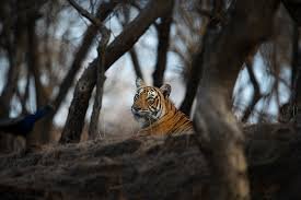 best location to roam in ranthambore & sariska