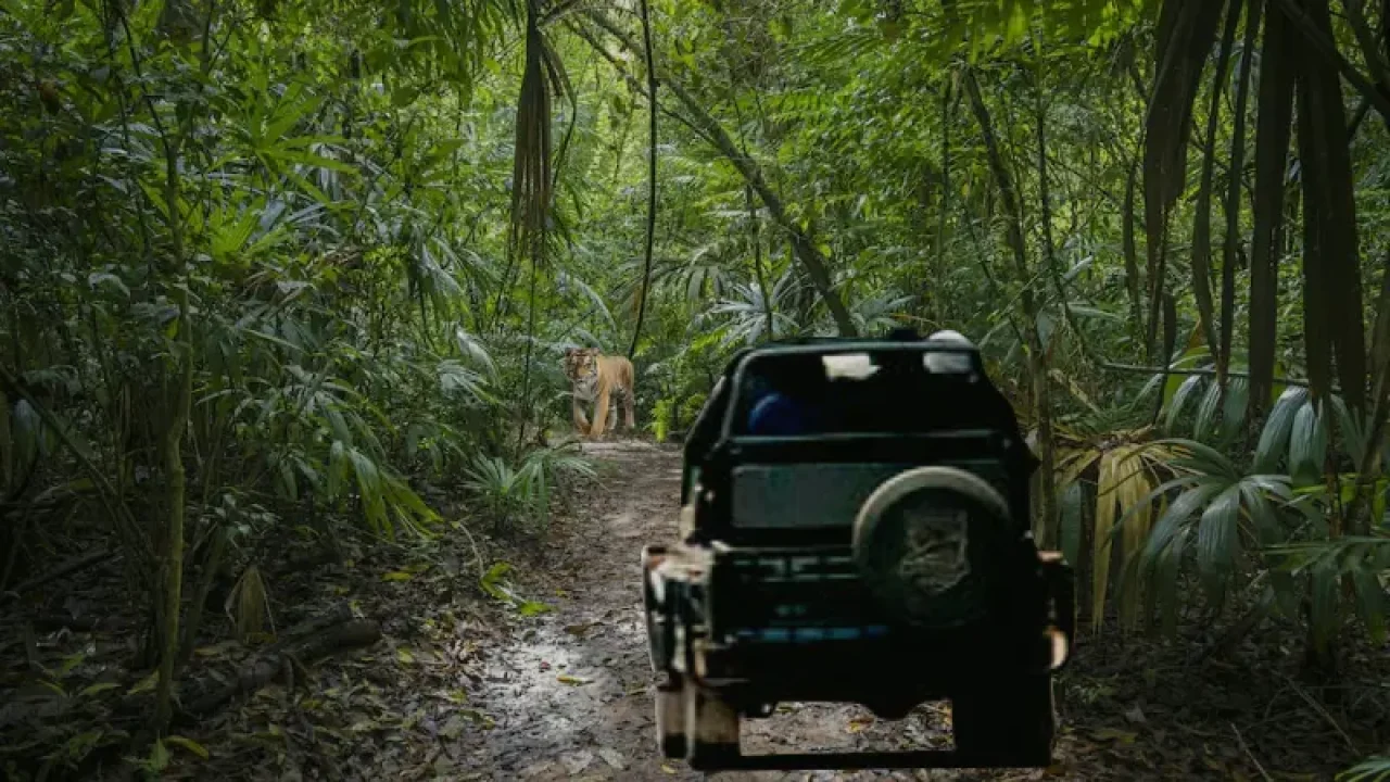 how to book safari book online