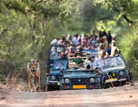 One-Day Adventure Delhi to Sariska Wildlife Safari Guide