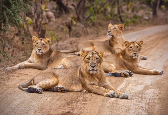 Gir National Park Tour Details – Complete Travel Guide