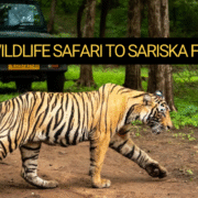 One-Day Wildlife Safari to Sariska from Delhi