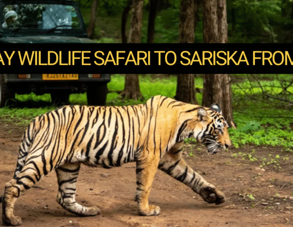 One-Day Wildlife Safari to Sariska from Delhi, Safari Guide