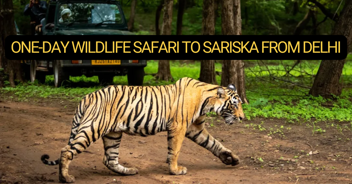 One-Day Wildlife Safari to Sariska from Delhi