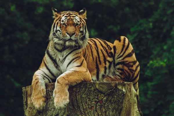 One-Day Wildlife Safari to Sariska from Delhi