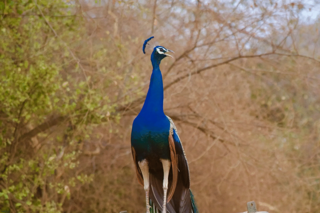 One-Day Wildlife Safari to Sariska from Delhi
