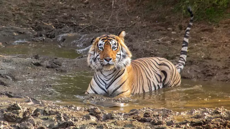 One-Day Wildlife Safari to Sariska from Delhi